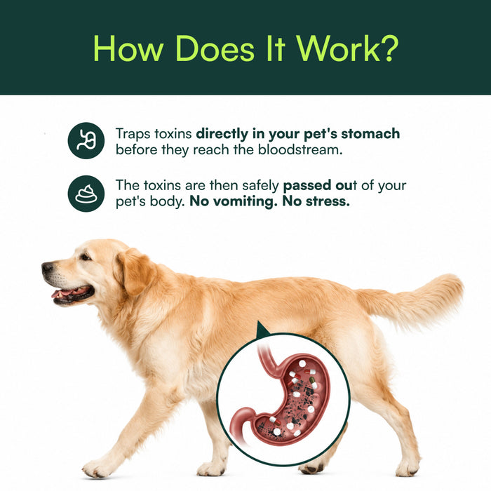 Illustration of how Pet+ Activated Charcoal Gel works inside a dog's stomach, with a walking golden retriever and a stomach diagram.