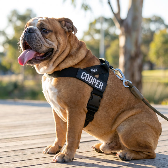 Personalized Dog Harness