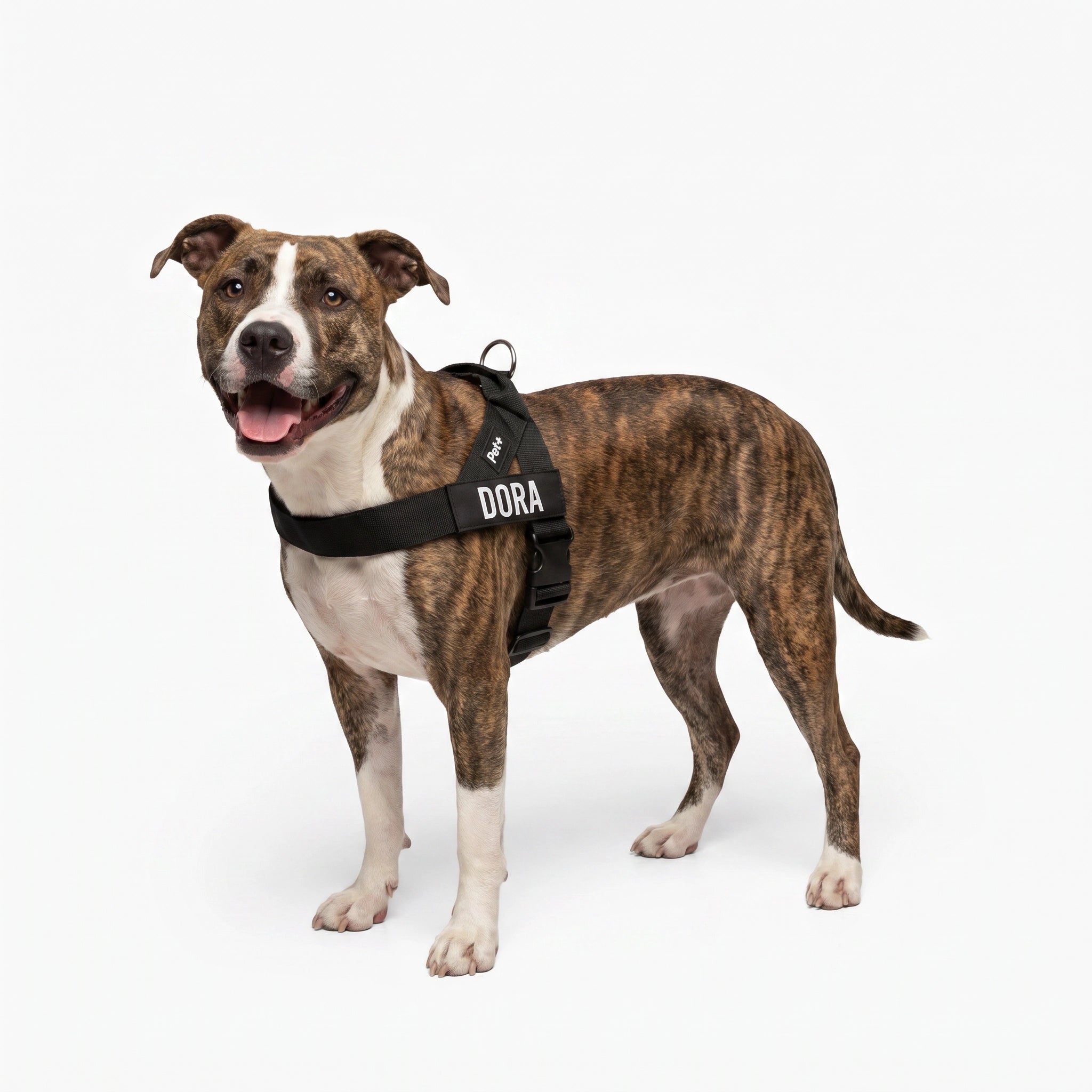 Personalized Dog Harness