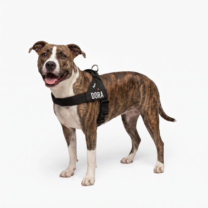 Personalized Dog Harness