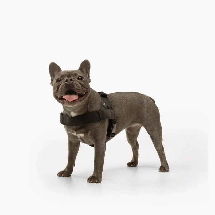 Personalized Dog Harness