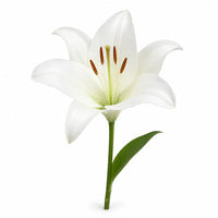 Lily plants